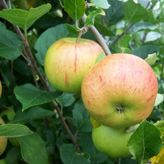 Apple - Fillingham Pippin