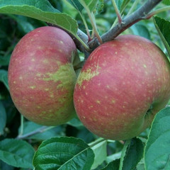 Apple - Ingrid Marie