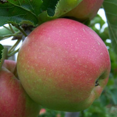 Apple - Jonagold