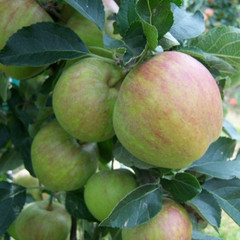 Apple - Jupiter