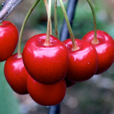 A Guide to Growing Cherries RV Roger Ltd