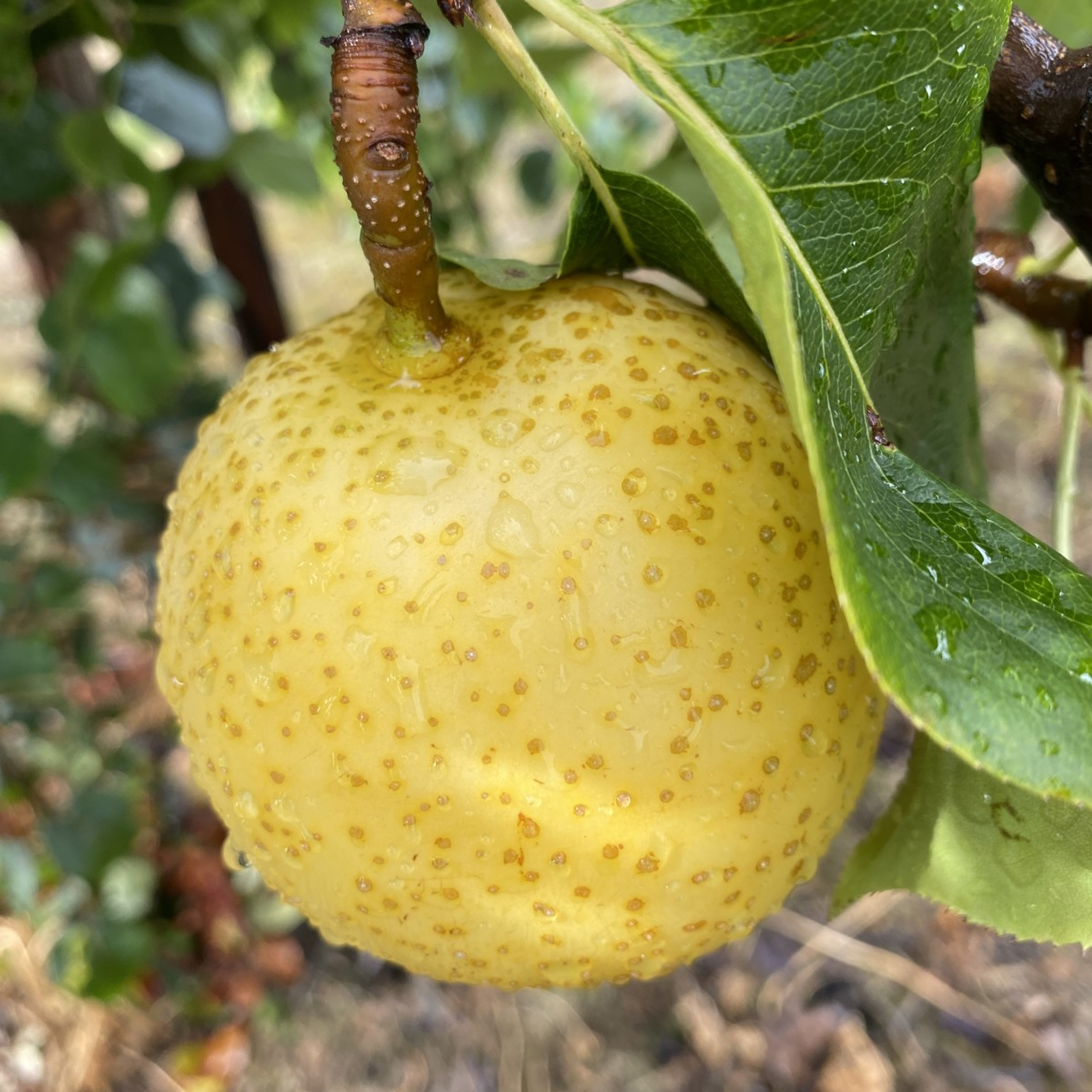 A Guide to Growing Nashi Pears - RV Roger Ltd