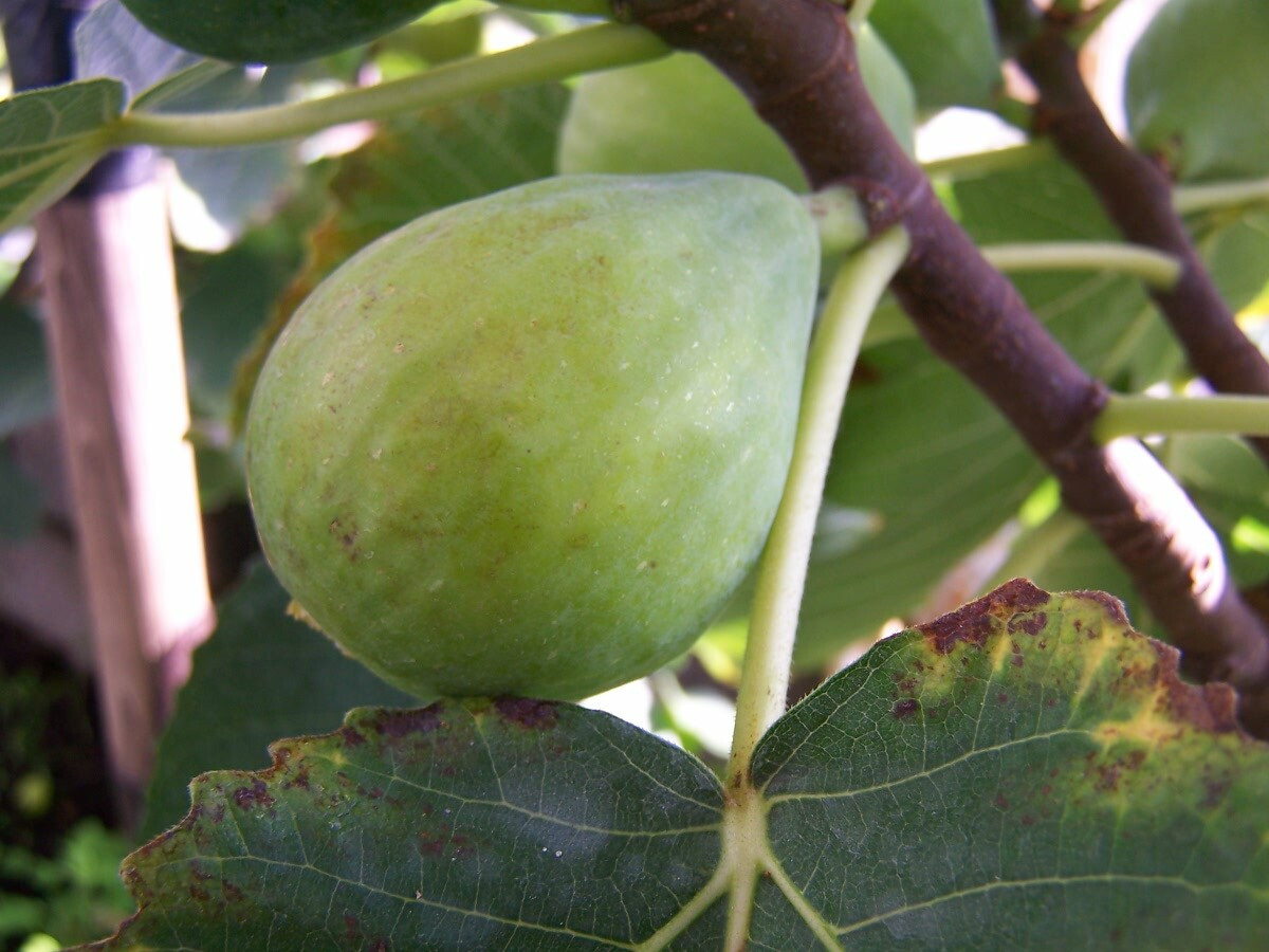 Fig trees - from RV Roger Ltd.