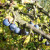 Edible hedge mix - sloes