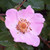 Edible hedge mix - dog rose