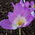 Colchicum 'Antares'