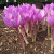 Colchicum autumnale 'Nancy Lindsay'