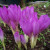 Colchicum bivonae 'Apollo'