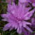 Colchicum 'Waterlily'