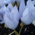 Crocus pulchellus 'Zephyr'