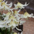 Erythronium californicum 'White Beauty'