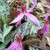 Erythronium dens-canis