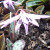 Erythronium dens-canis 'Lilac Wonder'