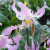 Erythronium revolutum 'Pink Beauty'