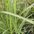 Miscanthus sinensis 'Kleine Silberspinne'