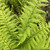 Dryopteris affinis