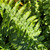 Dryopteris atrata