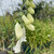 Digitalis purpurea 'Alba'