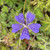 Geranium 'Brookside'