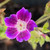 Geranium nodosum 'Fielding's Folly'