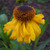 Helenium 'The Bishop'