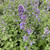 Nepeta racemosa 'Walker's Low'