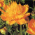 Trollius cultorum 'Pritchard's Giant'