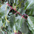 Prunus luscitanica