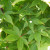 Acer palmatum 'Ozakazuki'