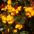 Berberis darwinii