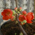 Chaenomeles x superba 'Crimson 'n' Gold'