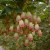 Enkianthus campanulatus