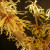 Hamamelis intermedia Pallida