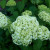 Hydrangea arborescens 'Annabelle'