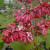 Syringa 'Miss Canada'