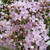 Syringa x persica