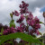 Syringa x prestoniae 'Red Wine'