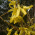 Forsythia x intermedia 'Lynwood'