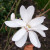 Magnolia stellata