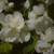 Philadelphus 'Burfordiensis'