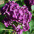 Syringa vulgaris 'Andeken an Ludwig Spath'