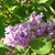 Syringa vulgaris 'Belle de Nancy'