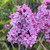 Syringa vulgaris 'Etna'