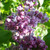 Syringa vulgaris 'Katherine Havemeyer'