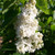 Syringa vulgaris 'Madame Lemoine'