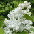 Syringa vulgaris 'Miss Ellen Willmott'