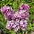 Syringa vulgaris 'Prince Wolkonsky'