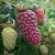 Hybrid Berry - Loganberry LY654 (Thornless)