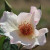 Rosa 'Dogwood'