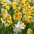Narcissus Mixed Botanical Varieties